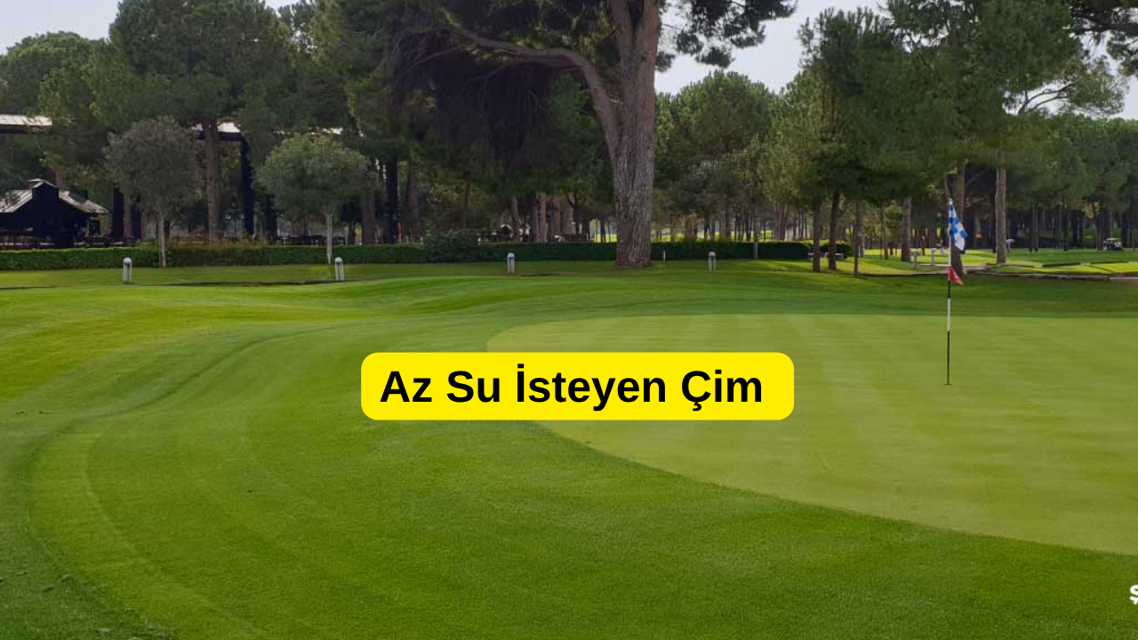 Az Su İsteyen Çim Türleri: Bahçeniz İçin En Uygun Seçenekler