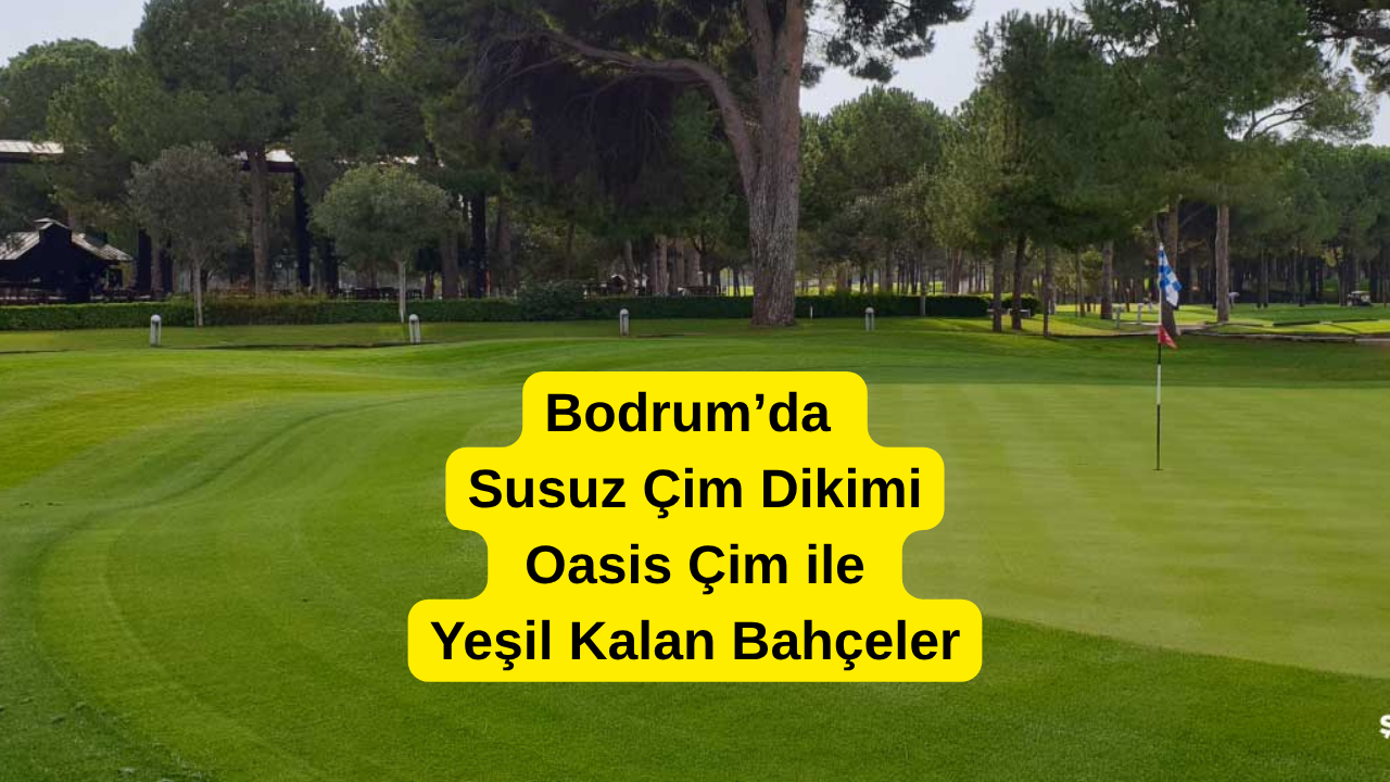 Bodrum’da Villa Bahçesi Çim Ekimi ve Peyzaj Rehberi: Oasis Susuz Çim ile Bahçenizi Yeşile Çevirin