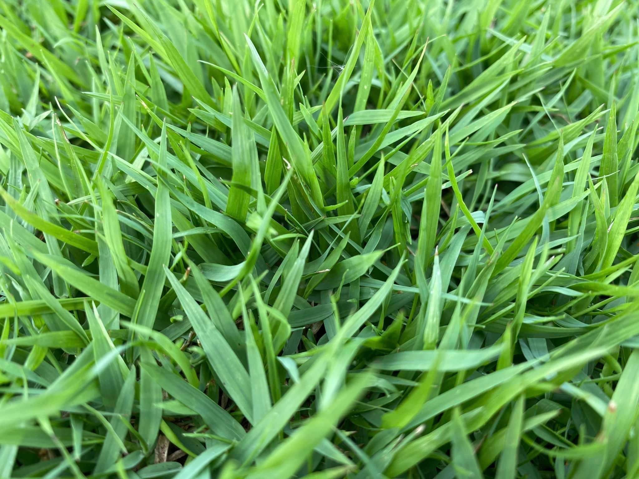 💧 Su Kısıtlamalarında Bahçeniz Nasıl Yeşil Kalır? Pratik Çözümler